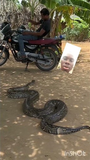 will you run or stay 🐍🐍🐍🐍