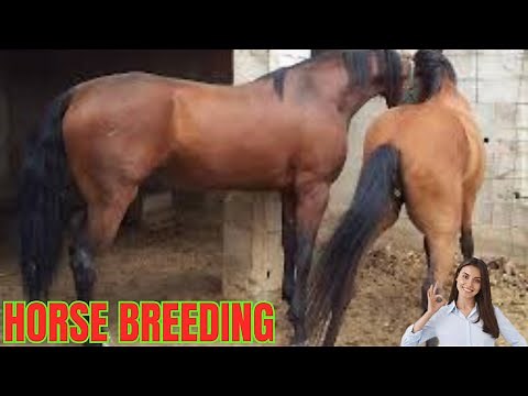 “The Horse Breeding Process Explained – From Mating to Foal”