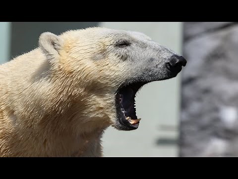 Polar Bear Sounds - Noises