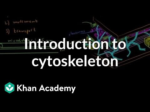 Introduction to cytoskeleton | Cells | MCAT | Khan Academy