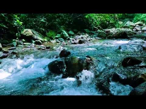 Forest Bathing vs Ocean Waves: Which RELAXES You BEST?