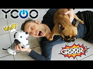 ROBO DACKEL : le CHIOT extensible qui OBÉIT au doigt et à l’œil... ou pas ! YCOOO !