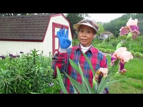 How to identify iris type