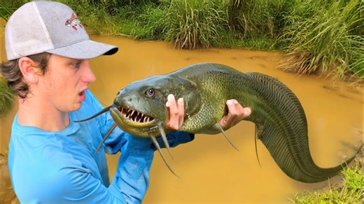 Shocking discovery - alien fish found in abandoned pond