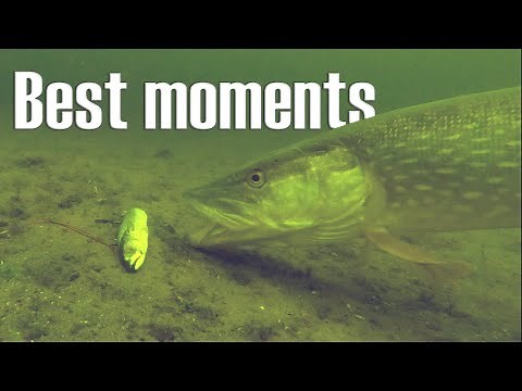 Crazy Underwater Fishing Moments You’ve Never Seen!